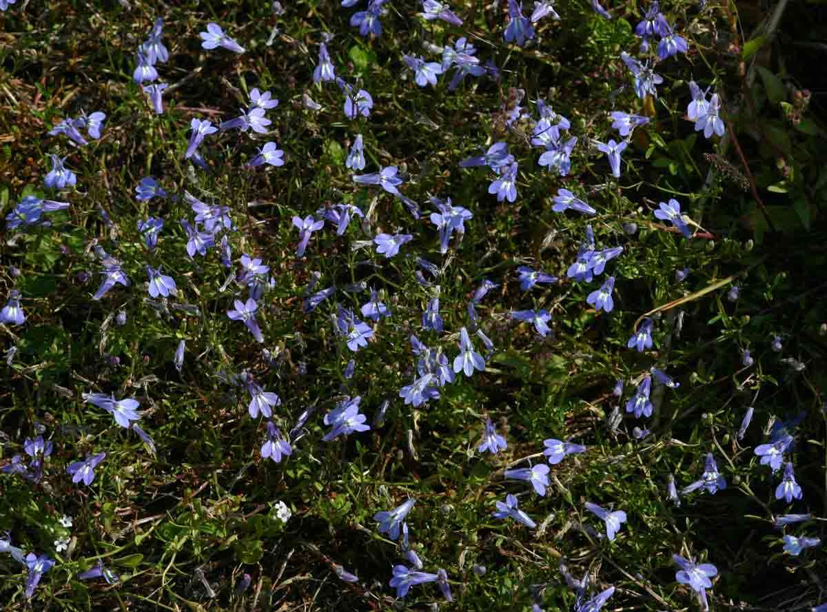 Image of Lobelia kirkii R. E. Fr.