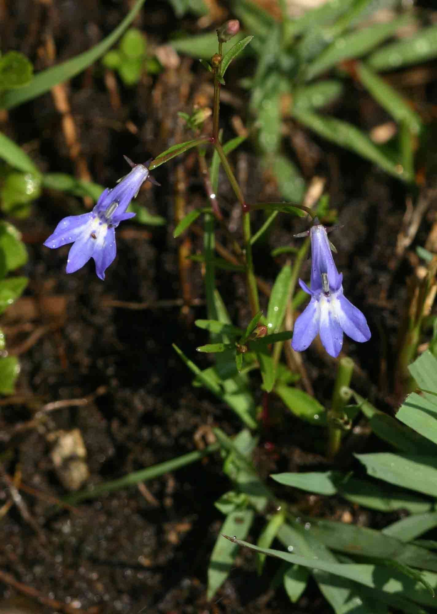 Image of Lobelia kirkii R. E. Fr.