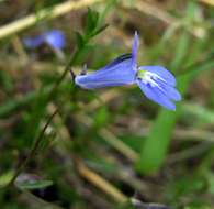 Imagem de Lobelia kirkii R. E. Fr.