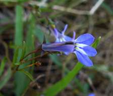 Image of Lobelia kirkii R. E. Fr.