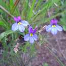 Image of Butterfly lobelia