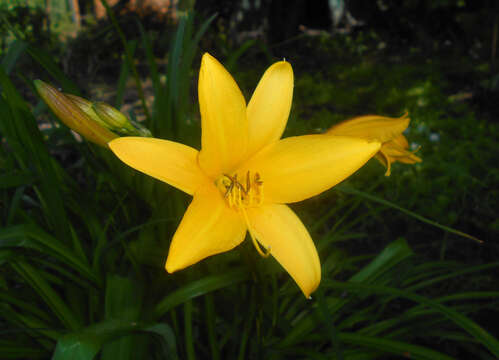 Image of Dumortier's daylily