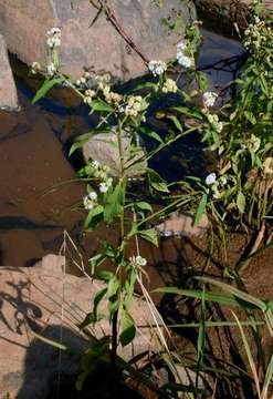 Image of blue weed