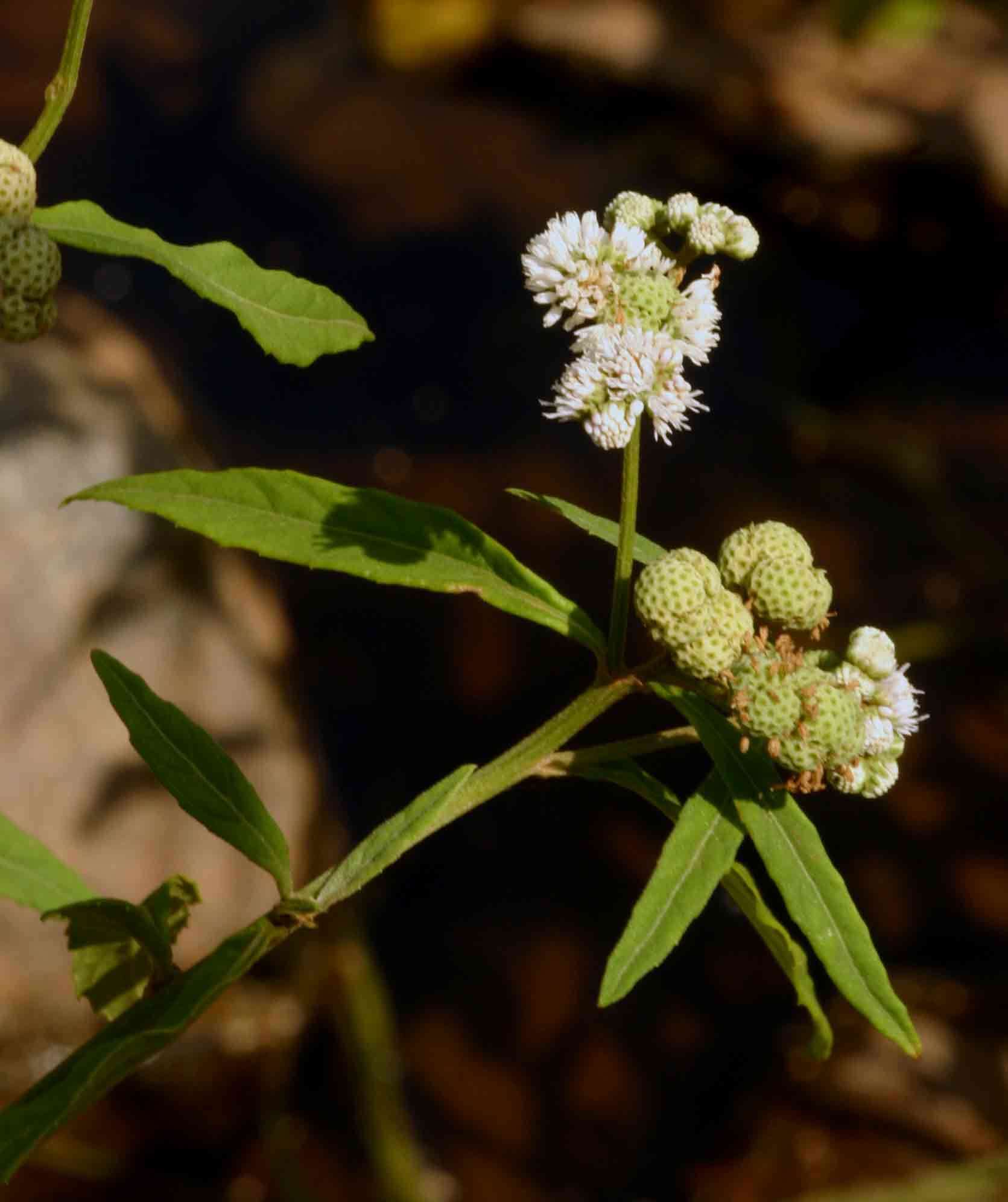 Image of blue weed