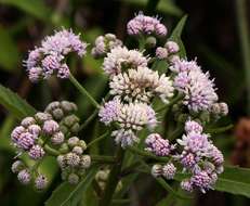 Image of blue weed