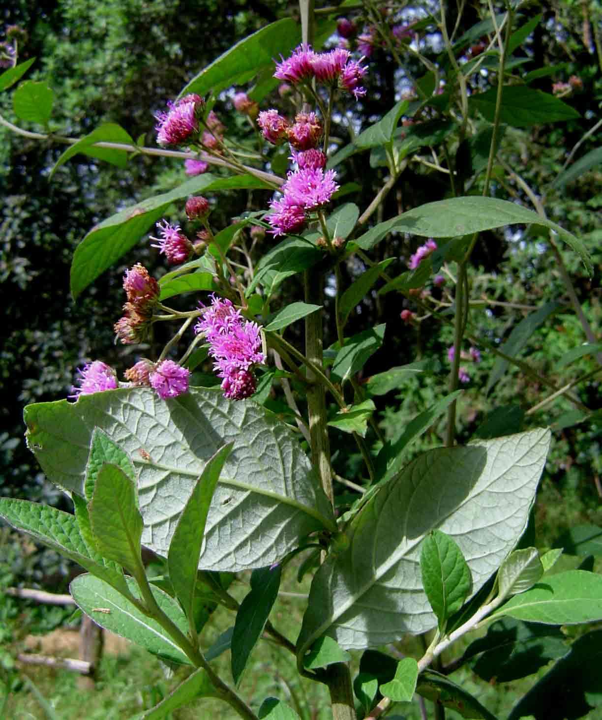 Image of <i>Gutenbergia cordifolia</i> Benth. ex Oliv. var. <i>marginata</i> (O. Hoffm.) C. Jeffrey