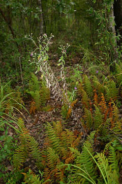 Plancia ëd Gutenbergia eylesii (S. Moore) H. Wild & G. V. Pope