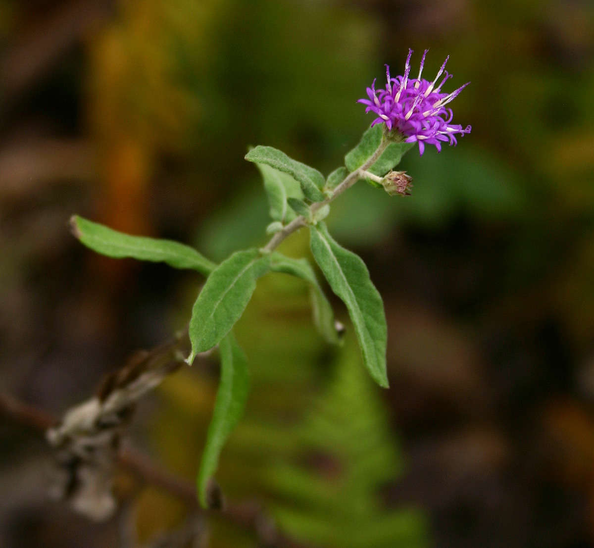 Gutenbergia resmi