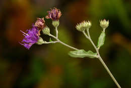 Gutenbergia resmi