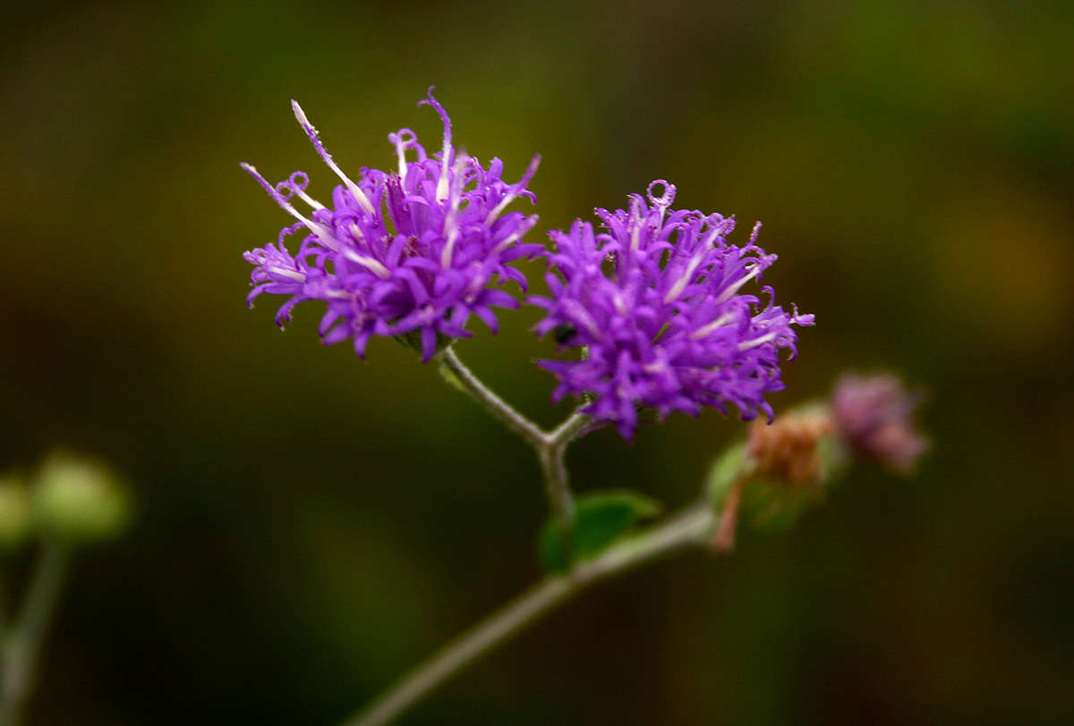 Gutenbergia resmi