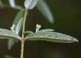 Gutenbergia leiocarpa O. Hoffm. resmi