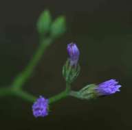 Gutenbergia leiocarpa O. Hoffm. resmi