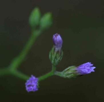 Image of Gutenbergia leiocarpa O. Hoffm.