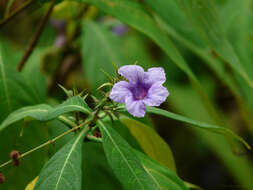 Strobilanthes integrifolius (Dalz.) Kuntze resmi