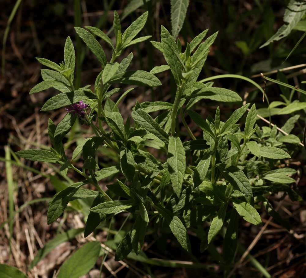 Image of Gutenbergia leiocarpa O. Hoffm.