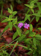 Image of Gutenbergia westii (H. Wild) H. Wild & G. V. Pope