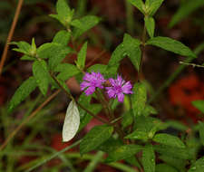 Image of Gutenbergia westii (H. Wild) H. Wild & G. V. Pope