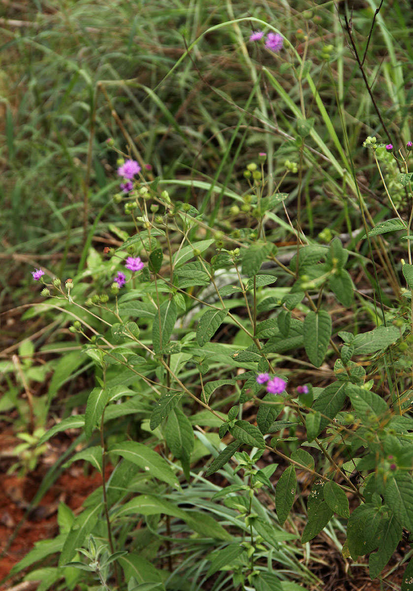 Image of Gutenbergia westii (H. Wild) H. Wild & G. V. Pope