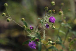 Image of Gutenbergia westii (H. Wild) H. Wild & G. V. Pope