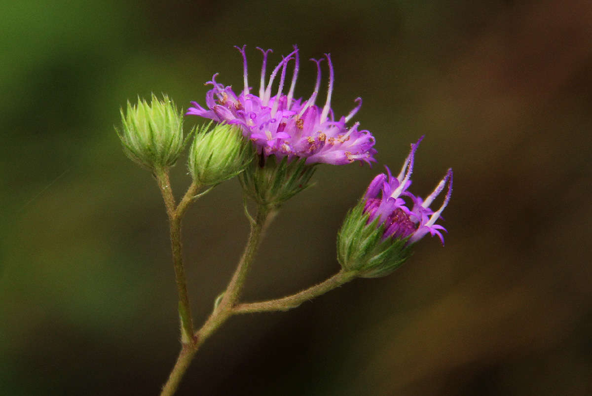 Image of Gutenbergia westii (H. Wild) H. Wild & G. V. Pope