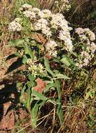 Image of ironweed