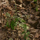 Image of <i>Vernonia cinerea</i> (L.) Less.