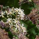Image de <i>Vernonia <i>colorata</i></i> (Willd.) Drake ssp. colorata