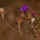 Image of Vernonia rhodanthoidea Muschl.