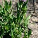 Pseudopegolettia tenella (DC.) H. Rob., Skvarla & V. A. Funk resmi