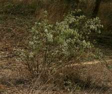 Image of Gymnanthemum glaberrimum (Welw. ex O. Hoffm.) H. Robinson