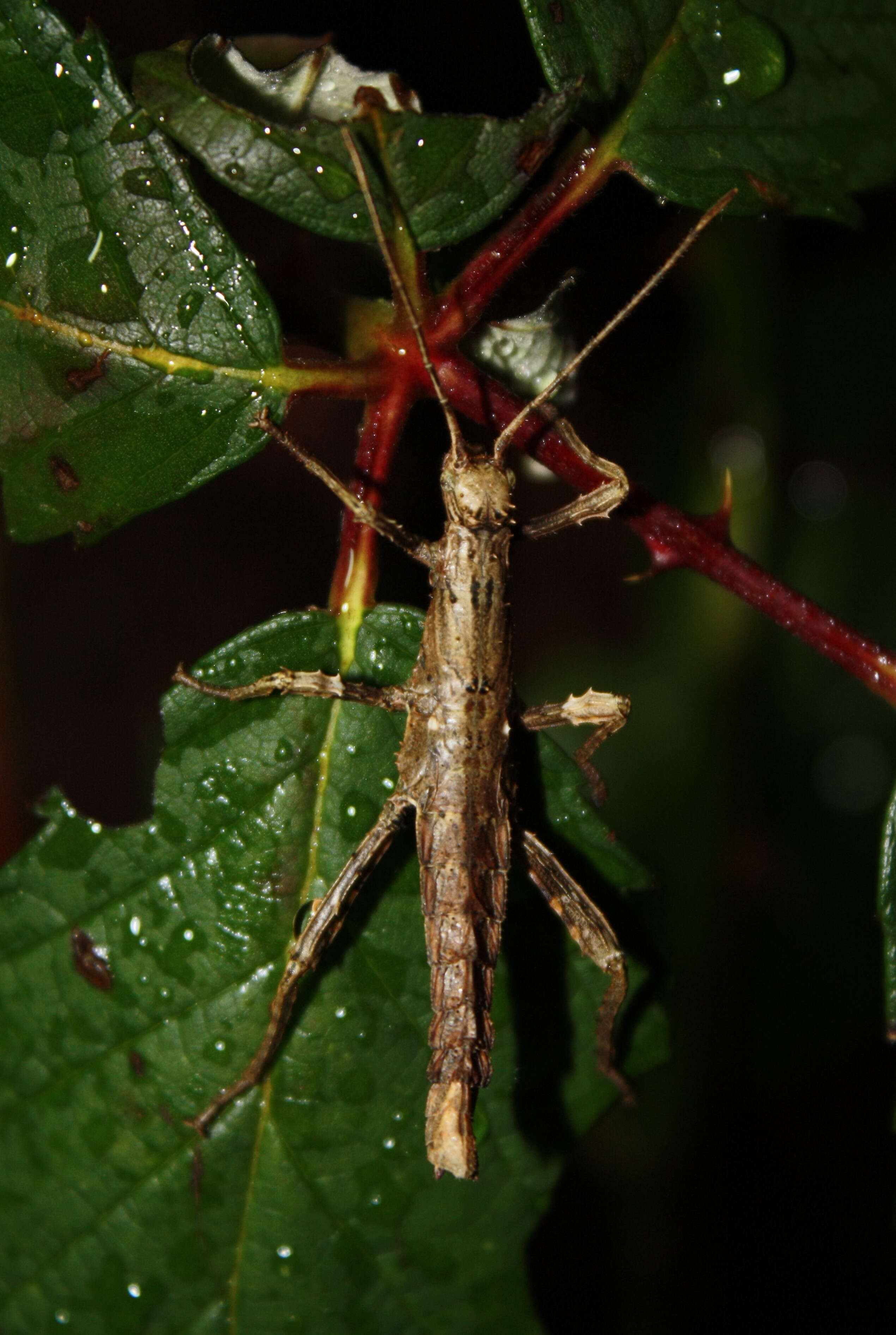 Image of Haaniella grayii (Westwood 1859)