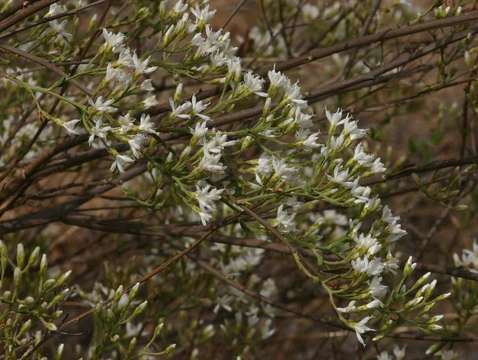 Image of Gymnanthemum glaberrimum (Welw. ex O. Hoffm.) H. Robinson