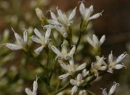 Image of Gymnanthemum glaberrimum (Welw. ex O. Hoffm.) H. Robinson