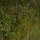 Image of Cornflower vernonia