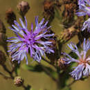 Image of Cornflower vernonia