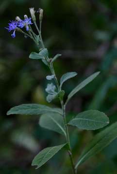 Image of Smooth vernonia