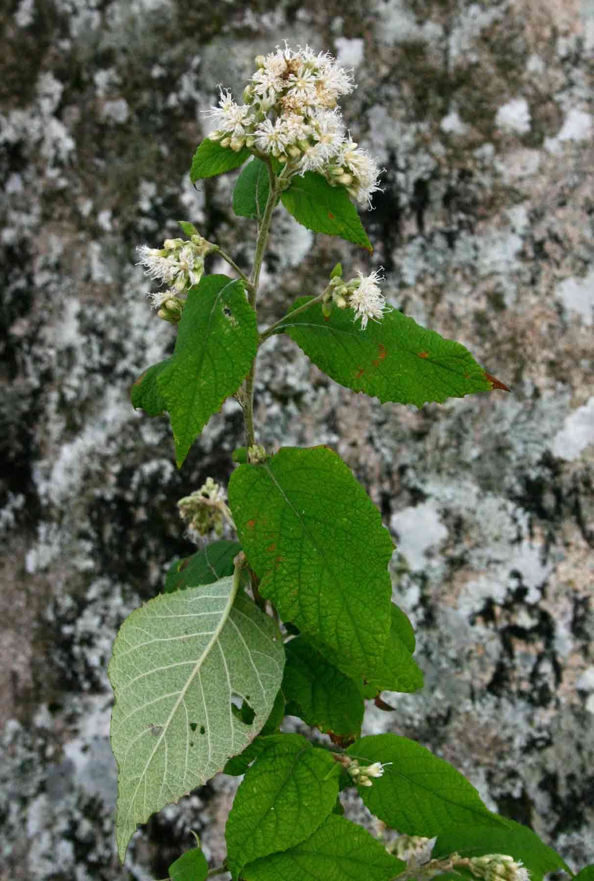 Image of Vernonia holstii O. Hoffm.