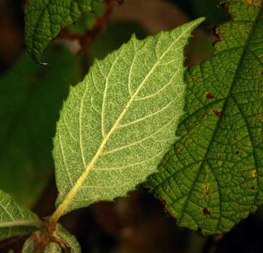 Image of Vernonia holstii O. Hoffm.