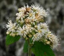 Image of Vernonia holstii O. Hoffm.