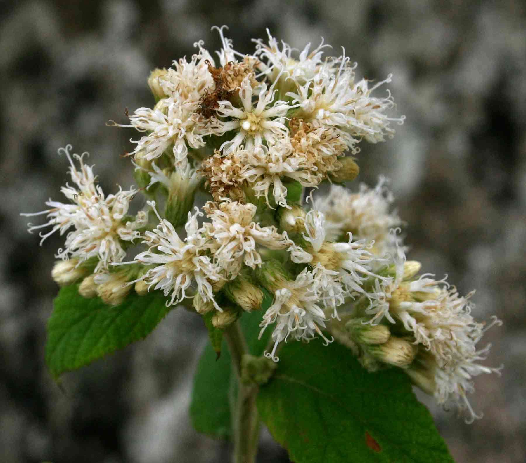 Image of Vernonia holstii O. Hoffm.