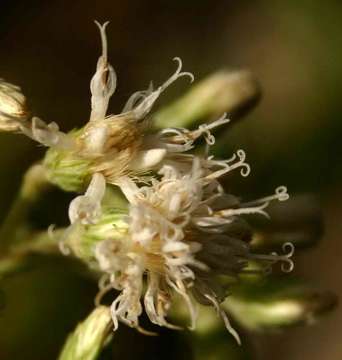 Image of Vernonia holstii O. Hoffm.