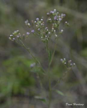 Image of ironweed