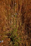 Image of <i>Vernonia <i>melleri</i></i> Oliv. & Hiern var. melleri