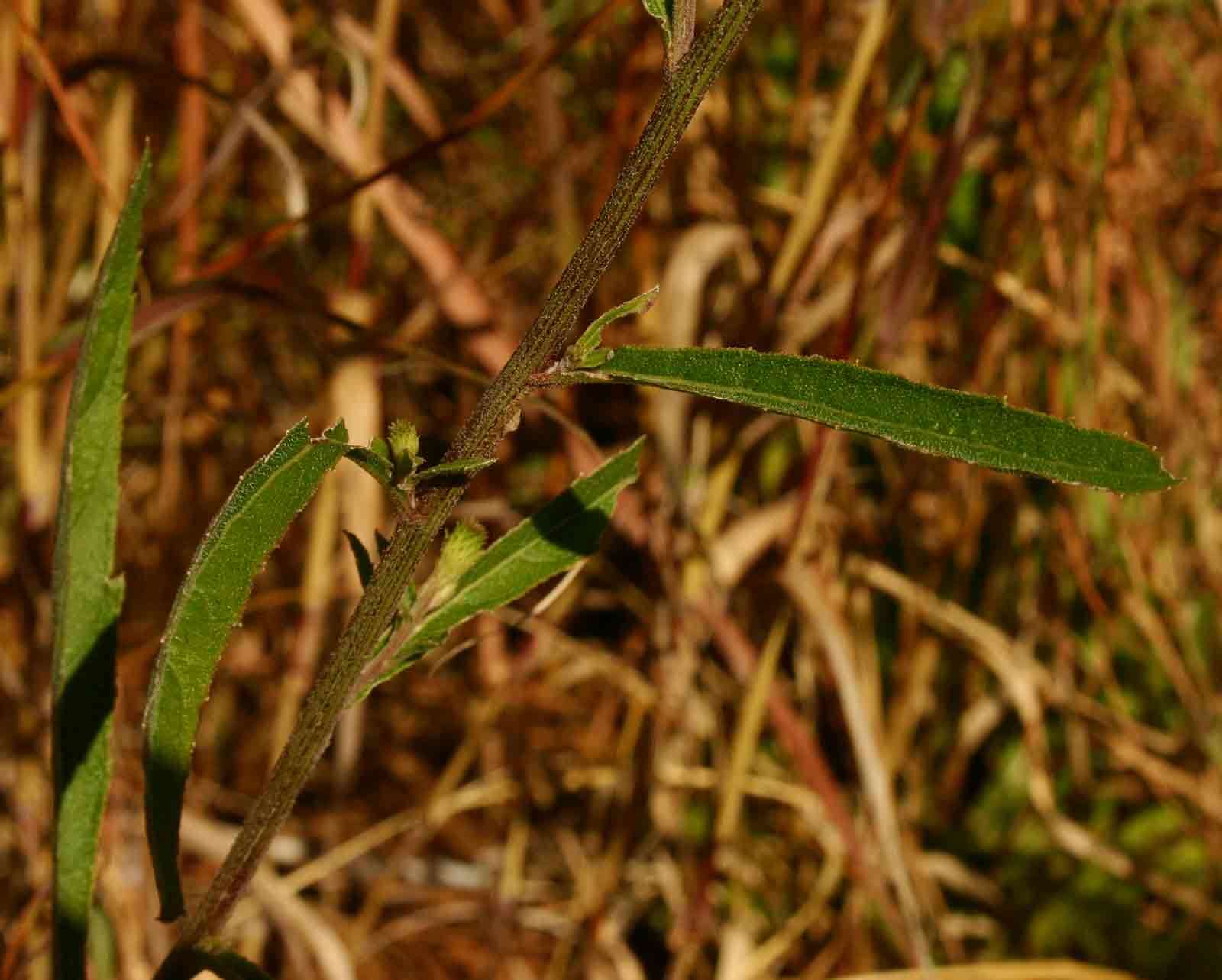 Image of <i>Vernonia <i>melleri</i></i> Oliv. & Hiern var. melleri