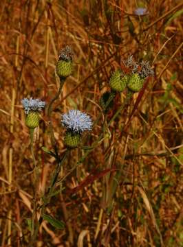 Image of <i>Vernonia <i>melleri</i></i> Oliv. & Hiern var. melleri