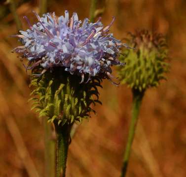 Image of <i>Vernonia <i>melleri</i></i> Oliv. & Hiern var. melleri