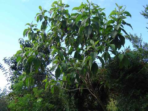 Image of Gymnanthemum myrianthum (Hook. fil.) H. Robinson