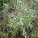 Image of Silver vernonia