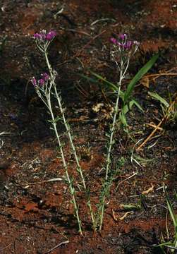 Image of Hilliardiella oligocephala (DC.) H. Robinson