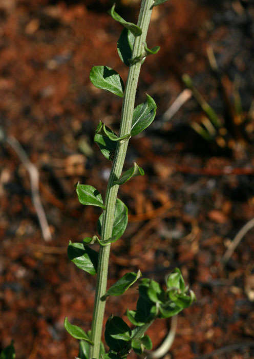 Image of Hilliardiella oligocephala (DC.) H. Robinson